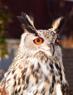 Huisduinen, Hollanda. 23 Şubat 2025. Bir baykuşun kafasını kapat. Yüksek kalite fotoğraf
