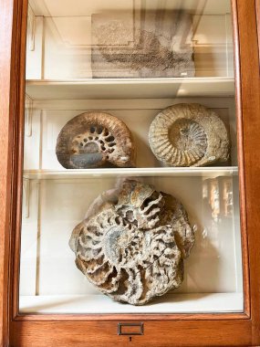 Haarlem, Hollanda. 29 Mart 2025. Haarlem, Hollanda 'daki Teylers Müzesi' ndeki sergilerden biri. Yüksek kalite fotoğraf