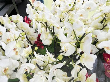 Lisse, Hollanda 'dan. 20 Nisan 2025. Lisse 'deki Keukenhof' ta renkli orkideler. Yüksek kalite fotoğraf