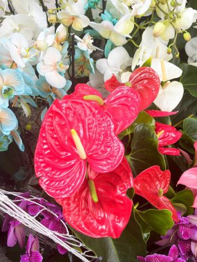 Lisse, Hollanda 'dan. 20 Nisan 2025. Lisse 'deki Keukenhof' ta renkli orkideler. Yüksek kalite fotoğraf