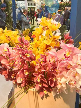 Lisse, Hollanda 'dan. 20 Nisan 2025. Lisse 'deki Keukenhof' ta renkli orkideler. Yüksek kalite fotoğraf