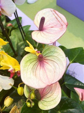 Lisse, Hollanda 'dan. 20 Nisan 2025. Lisse 'deki Keukenhof' ta renkli orkideler. Yüksek kalite fotoğraf