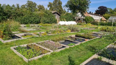 Çeşit çeşit çiçek bahçesi. Yüksek kalite fotoğraf