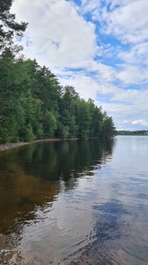 Nehir kıyısında yetişen ağaçlar. Yüksek kalite fotoğraf