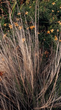 Parkta yeşil çimenler ve bitkiler