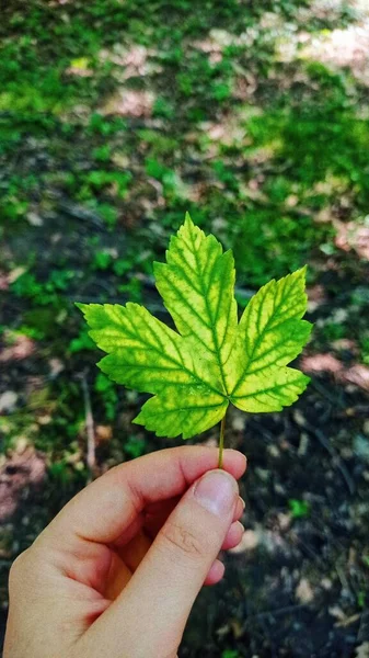 Yapraklardaki yağmur damlaları, yağmurlu günler 