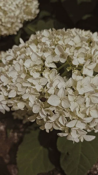 güzel bir beyaz ortanca bir closeup çekim