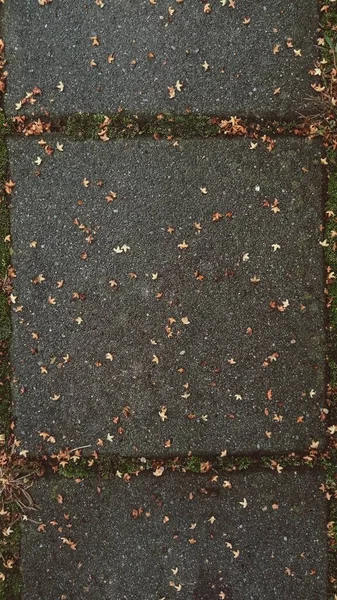アスファルトの地面に紅葉 — ストック写真