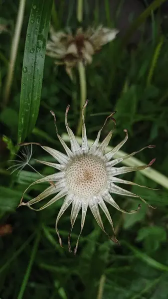 Güzel botanik fotoğrafı, doğal duvar kağıdı.