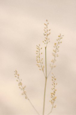 Yeşil arka planda beyaz çiçek