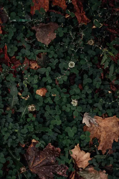 a vertical shot of a green leaves