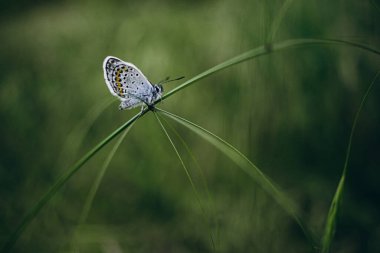 Bahçedeki bir bitkinin üzerindeki kelebeği yakın plan çek..