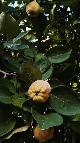 Taze olgun armutlar ağaçta