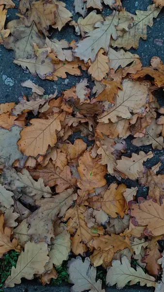 Sonbahar yaprakları, sonbahar bitkileri