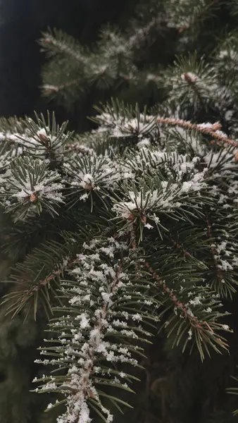Arka planda kar olan Noel ağacı