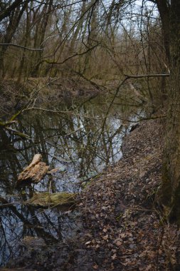 Nehir ve orman olan güzel bir manzara.