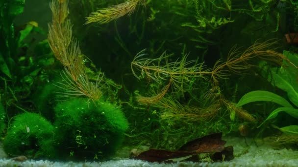 Akvaryumda Yaşam Balıklarla Salyangozlarla Karideslerle Küçük Hidratlarla Zaman Kaybı Yosun — Stok video