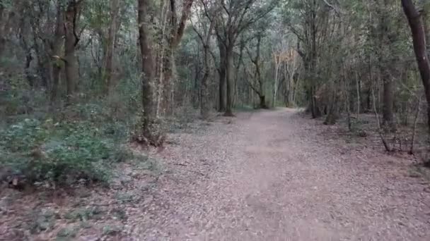 Ancient Princess Road Camino Los Bosques Del Parque Rimigliano San — Vídeos de Stock