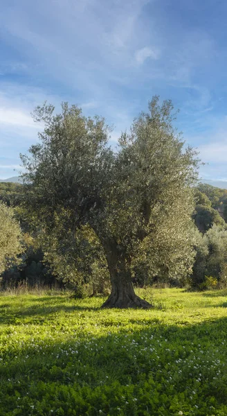 Bolgheri, Toskana, İtalya 'da Akdeniz zeytin ağacı. Kışın budandıktan sonra, laik zeytin ağacı