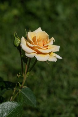 Rose Sandrina Almanya, Rosaceae ailesinin çiçek açan bitkisi, İtalya 'nın Roseto di Roma kentinden modern melez güller