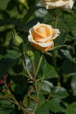 Rose Sandrina Almanya, Rosaceae ailesinin çiçek açan bitkisi, İtalya 'nın Roseto di Roma kentinden modern melez güller