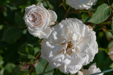 Rosaceae ailesinin gül çiçekleri, modern melez gülleri. İtalya 'nın Roseto di Roma kentinden yeni türler için düzenlenen uluslararası yarışma 