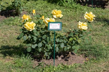 Rose Gyldensteen, Danimarka, Rosaceae ailesinin çiçek açan bitkisi, Roseto di Roma, İtalya 'dan modern melez güller.