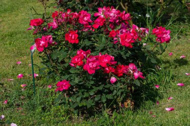 Roseto di Roma 'nın modern melez gülleri, Rosaceae ailesinin çiçek açan bitkisi.