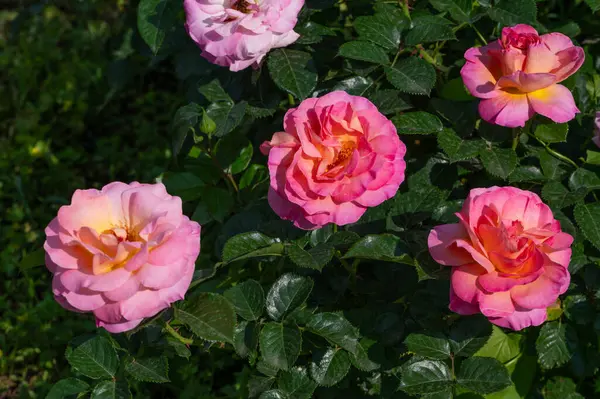 Rose Dornburger Schlossrose, Rosaceae ailesinin çiçek açan bitkisi, İtalya Roseto di Roma 'dan modern melez güller.