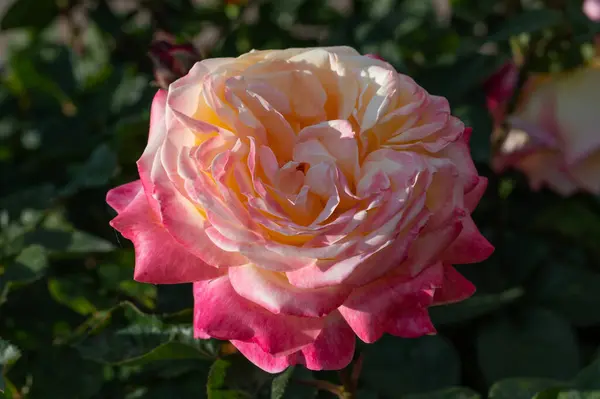 Rosaceae ailesinin gül çiçekleri, modern melez gülleri. İtalya 'nın Roseto di Roma kentinden yeni türler için düzenlenen uluslararası yarışma 