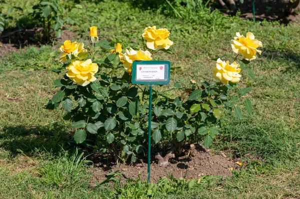 Rose Gyldensteen, Danimarka, Rosaceae ailesinin çiçek açan bitkisi, Roseto di Roma, İtalya 'dan modern melez güller.