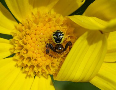 Misumena vatia, altın yengeç örümceği veya çiçek örümceği, sarı bir papatyada pusuya yatmış, Toskana, İtalya