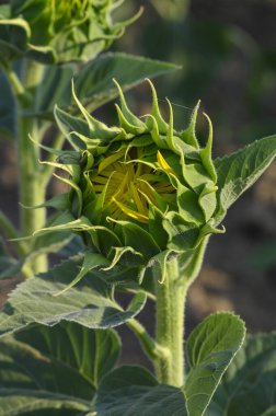 Tuscany, İtalya 'da ekili bir tarlada çiçek açmaya başlayan ayçiçeği tomurcuğunun yakın çekimi