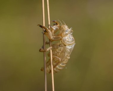 Ağustos Böceği Exuvia 'sı, doğal çevredeki çimlere deri değiştiren böcek dış iskeleti, Toskana, İtalya