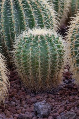 Kroenleinia grusonii, (altın fıçı kaktüs, altın top) Meksika 'nın doğusunda yaşayan bir tür kaktüs türüdür. Roma Botanik Bahçesi, İtalya