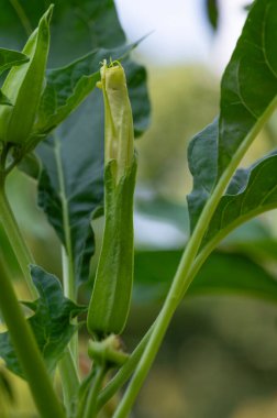 Datura stramonium (tornapple, jimsonweed veya şeytan trompeti), Solanaceae familyasından Daturae kabilesinin zehirli çiçekli bitkisidir.