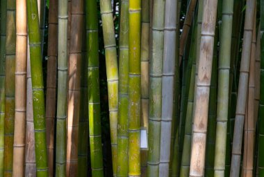 Dikey olarak sıralanmış yeşil bambu gövdeleri, dokulu yüzeylerini ve oyulmuş detaylarını gözler önüne seriyor, Roma Botanik Bahçesi, İtalya