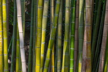 Dikey olarak sıralanmış yeşil bambu gövdeleri, dokulu yüzeylerini ve oyulmuş detaylarını gözler önüne seriyor, Roma Botanik Bahçesi, İtalya