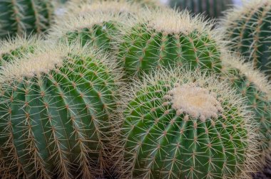 Kroenleinia grusonii, (altın fıçı kaktüs, altın top) Meksika 'nın doğusunda yaşayan bir tür kaktüs türüdür. Roma Botanik Bahçesi, İtalya