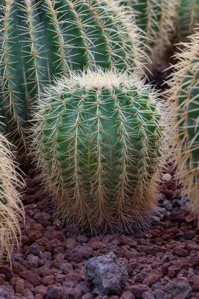 Kroenleinia grusonii, (altın fıçı kaktüs, altın top) Meksika 'nın doğusunda yaşayan bir tür kaktüs türüdür. Roma Botanik Bahçesi, İtalya