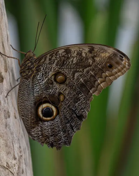 Kelebek (Caligo idomeneus, dev idomeneus kelebeği), arka planda yumuşak yeşil yaprak ile doğal bir ahşap zemin üzerine tünemiş, eşsiz göz benzeri desenlere sahiptir.