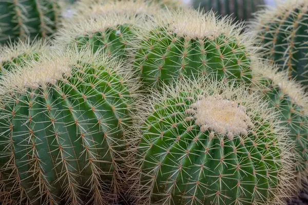 Kroenleinia grusonii, (altın fıçı kaktüs, altın top) Meksika 'nın doğusunda yaşayan bir tür kaktüs türüdür. Roma Botanik Bahçesi, İtalya