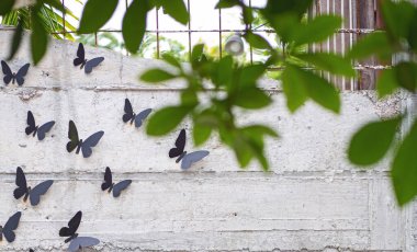 Beton duvara tünemiş birkaç metalik siyah kelebek..