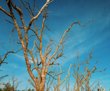 Sonbaharda büyük bir ağaç, yapraklar yok, çiçekler yok, ama dalların güzel bir gökyüzü arka planı var..