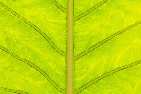 Zbliżenie Tekstury Zielonych Liści — Zdjęcie stockowe
