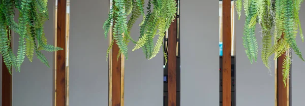 Vertical gardening. Indoor plants in hanging flower pots.
