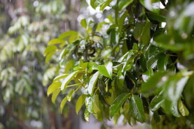 Yağmurda yeşil yapraklar