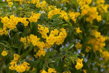 Sarı çan çiçekleri, ağaçtaki sarı çiçekler ve yazın yeşil yapraklar..