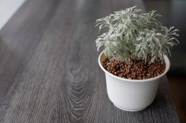 A close-up of green plants in small white ceramic pots on a table in a home simulates a minimalist scene with window lighting. clipart