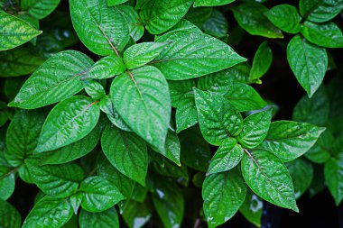 Yeşil yaprakların üzerindeki yağmur damlaları tazelenmiş hissettirir..